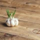 Can one indulge in sprouted garlic without hesitation